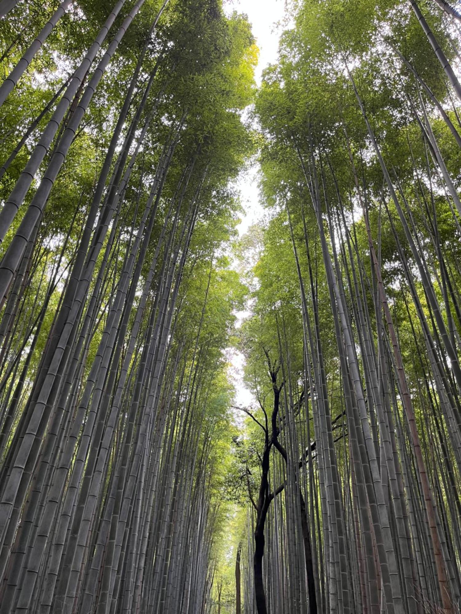 Apartment 嵐山 天龍の宿 駐車無料 一棟貸切 最大5人 Dragon Legend Arashiyama Private Rare Modern Free Parking Max 5ppl