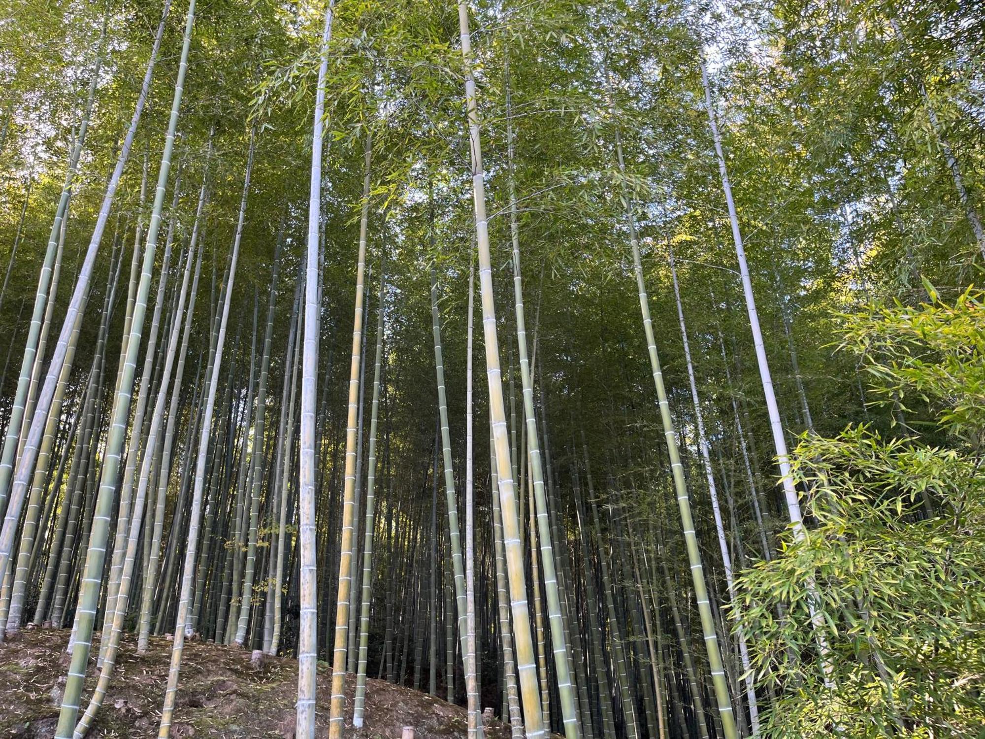 Apartment 嵐山 天龍の宿 駐車無料 一棟貸切 最大5人 Dragon Legend Arashiyama Private Rare Modern Free Parking Max 5ppl